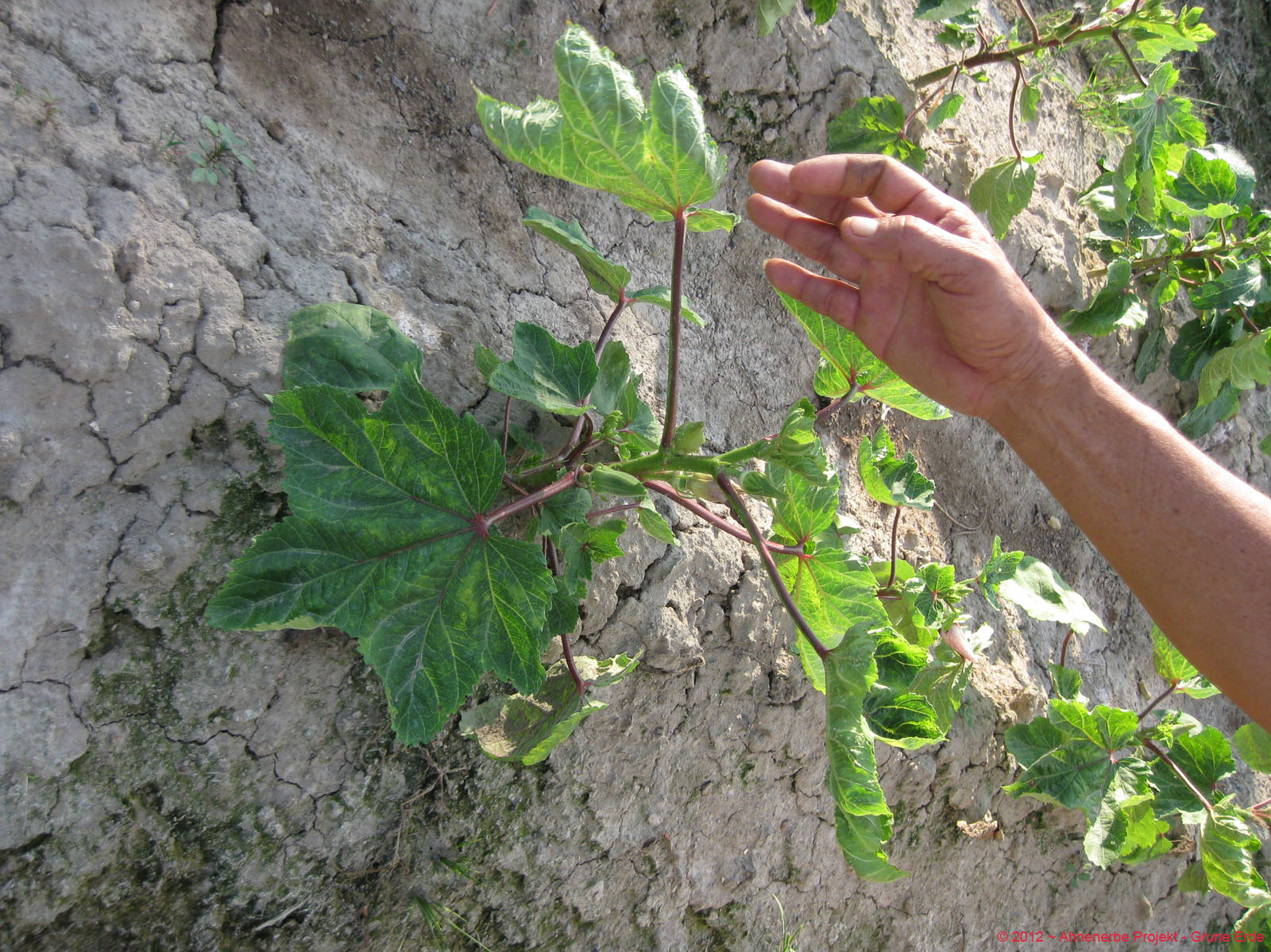 Lady Finger planting 24